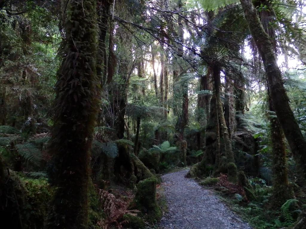 rocky road in New Zealand rain forest