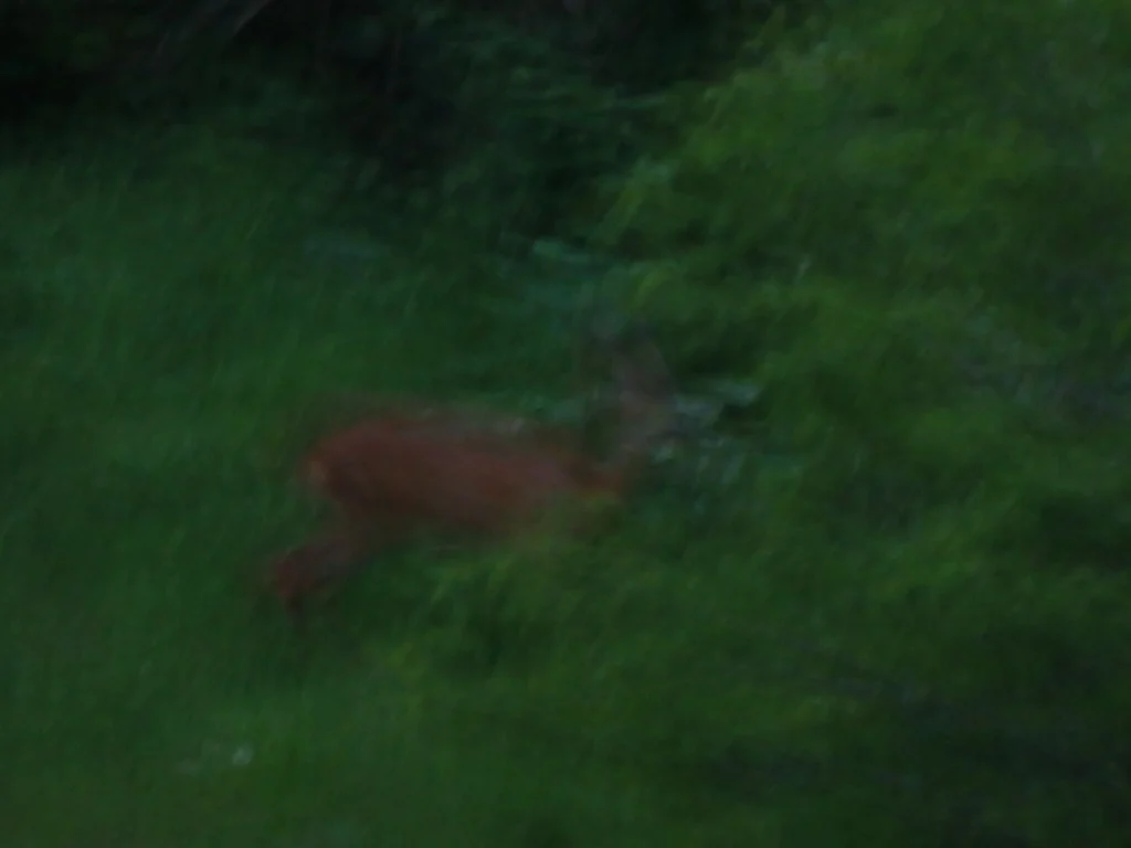 deer abstract