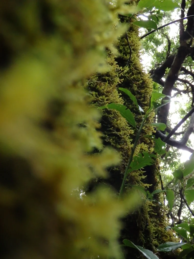 forest ecosystem in balance