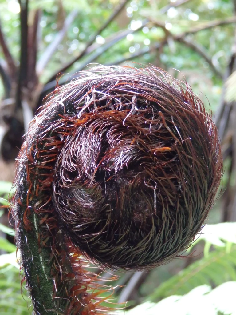 fern cocoon