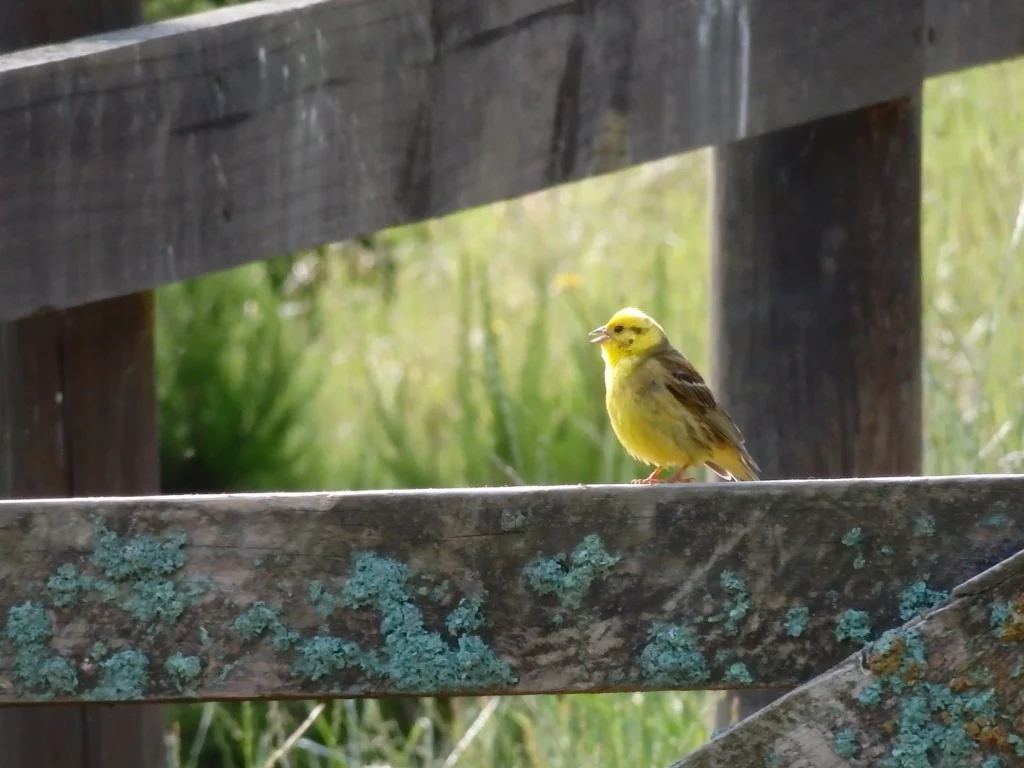 yellow bird on a fence