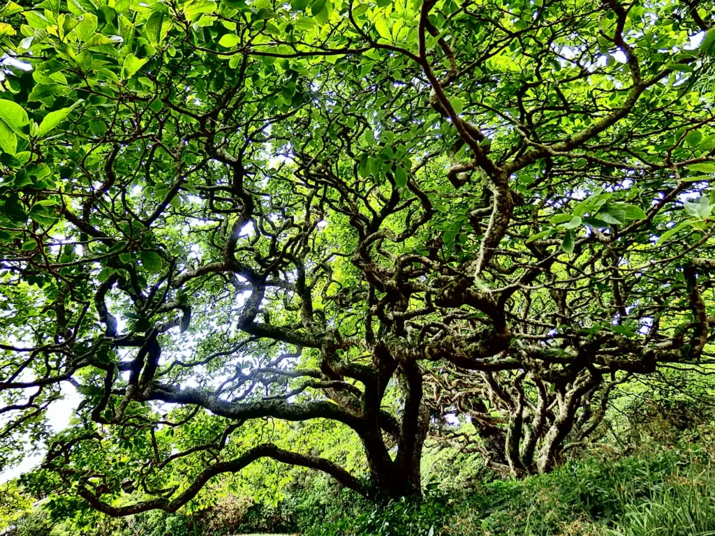 laurel trees